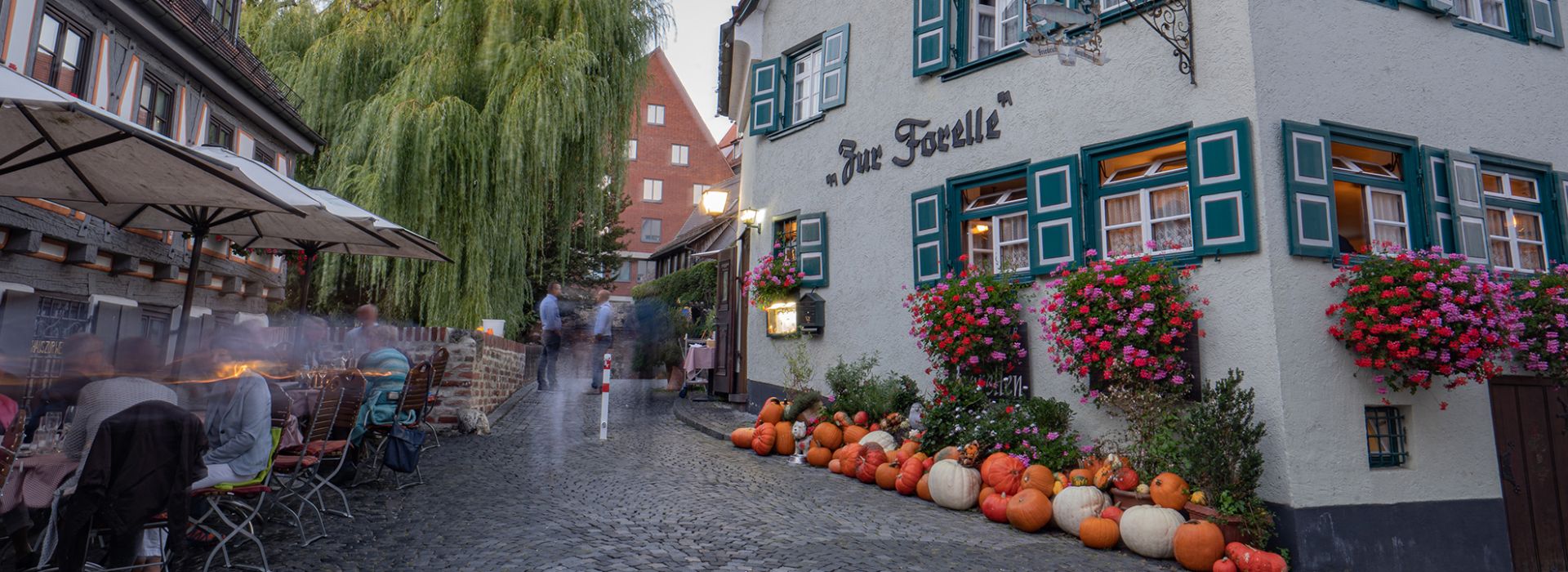 Das historische Restaurant „Zur Forelle“ im Ulmer Fischerviertel mit grün-weißen Fensterläden und blühenden Blumenkästen. Vor dem Gebäude liegt eine herbstliche Dekoration aus bunten Kürbissen. Links sitzen Gäste unter großen Sonnenschirmen an Tischen, während der gepflasterte Weg vorbei an einer beleuchteten Laterne und einer großen hängenden Weide in den Hintergrund führt