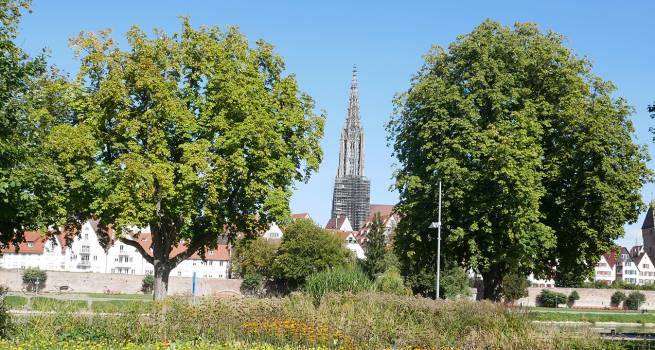 Blick durch grüne Bäume auf die Altstadt von Ulm. Im Hintergrund ragt das Ulmer Münster mit seinem markanten Kirchturm in den Himmel, während die Stadtmauer und historische Gebäude die Szenerie ergänzen.