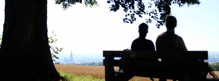 Blick auf die Stadt Ulm mit dem Ulmer Münster und Hochhäusern im Hintergrund, eingerahmt von einem Baum und einem goldenen Getreidefeld.